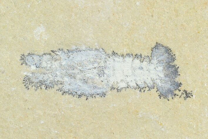Cretaceous Slipper Lobster (Acanthophoenicides) - Lebanon #123996